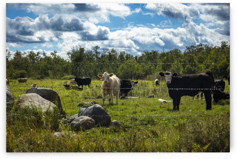 Cattle in Pasture by Marc Gilbert Photography