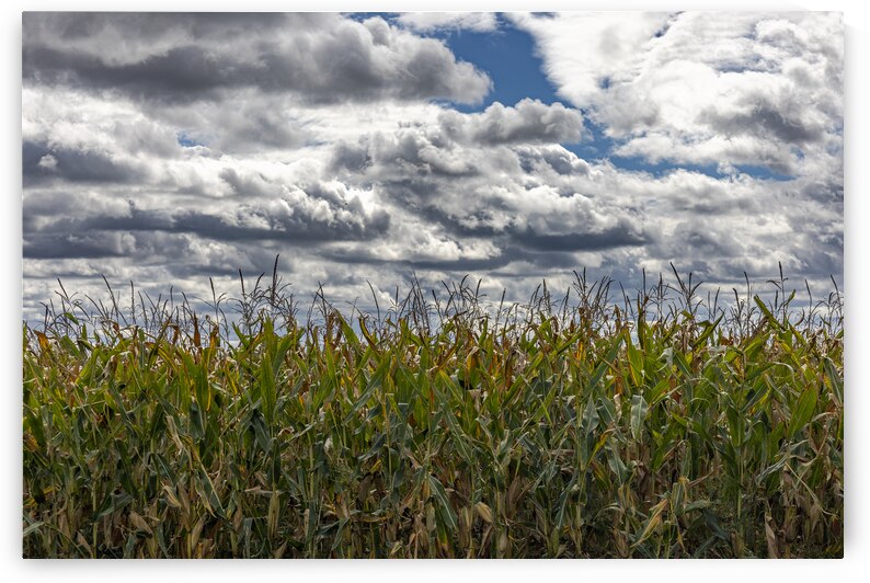 Cornfield Under a Cloudy Day by Marc Gilbert Photography