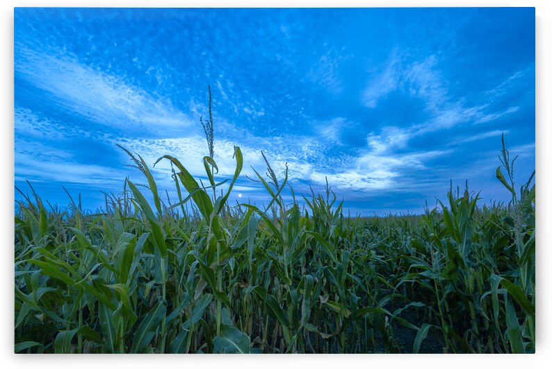 Cornfield at Sunset by Marc Gilbert Photography