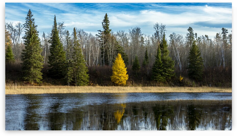 Tamarack Reflection by Marc Gilbert Photography