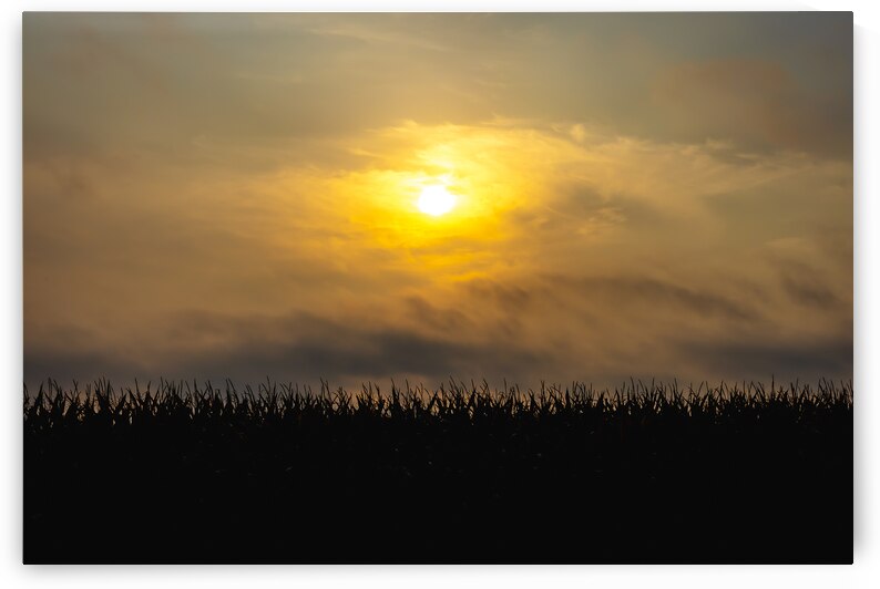 Hazy Sunrise Over Cornfield by Marc Gilbert Photography