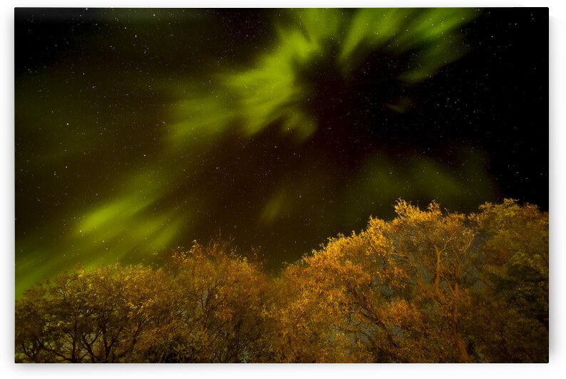 Northern Light Above the Canopy by Marc Gilbert Photography