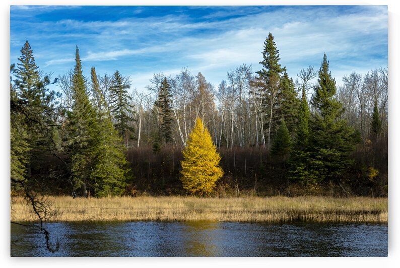Lone Tamarack Tree by Marc Gilbert Photography