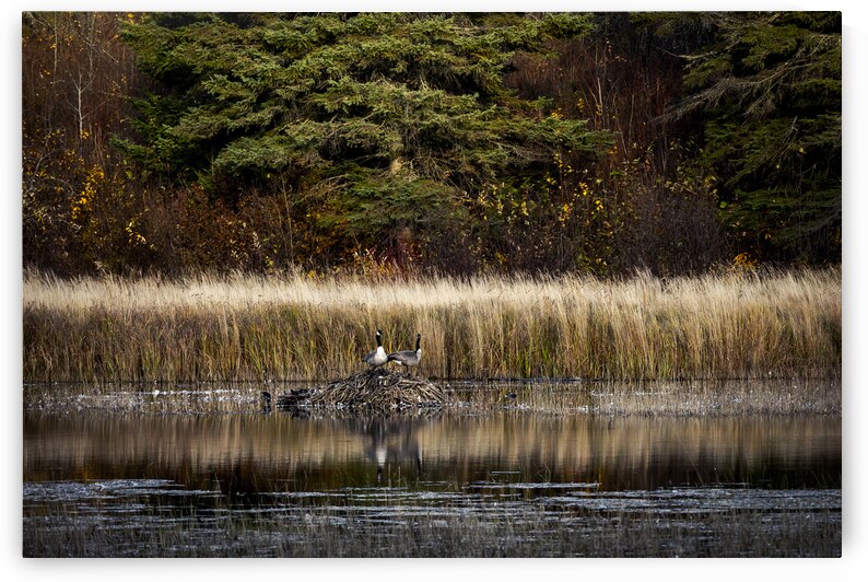 Geese Atop Beaver Hut by Marc Gilbert Photography