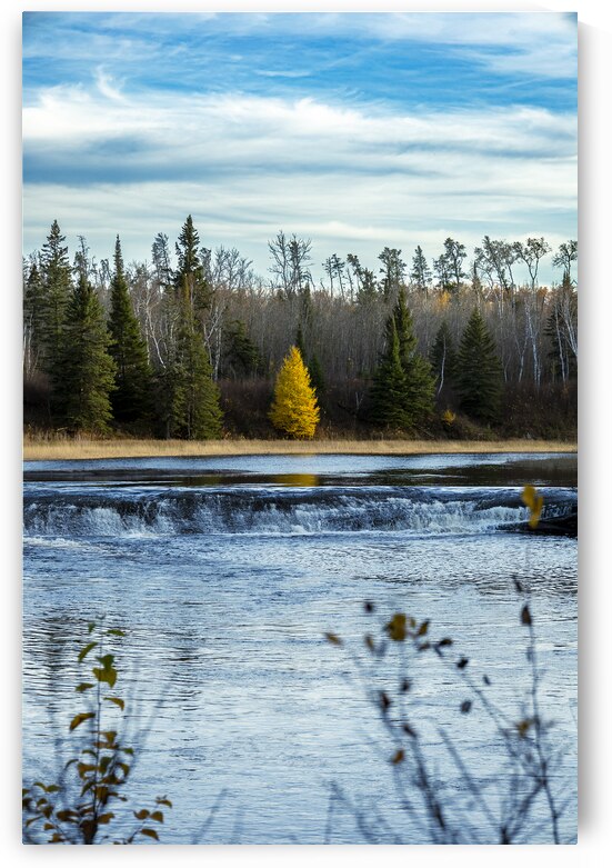 Lone Tamarack Behind the Falls by Marc Gilbert Photography