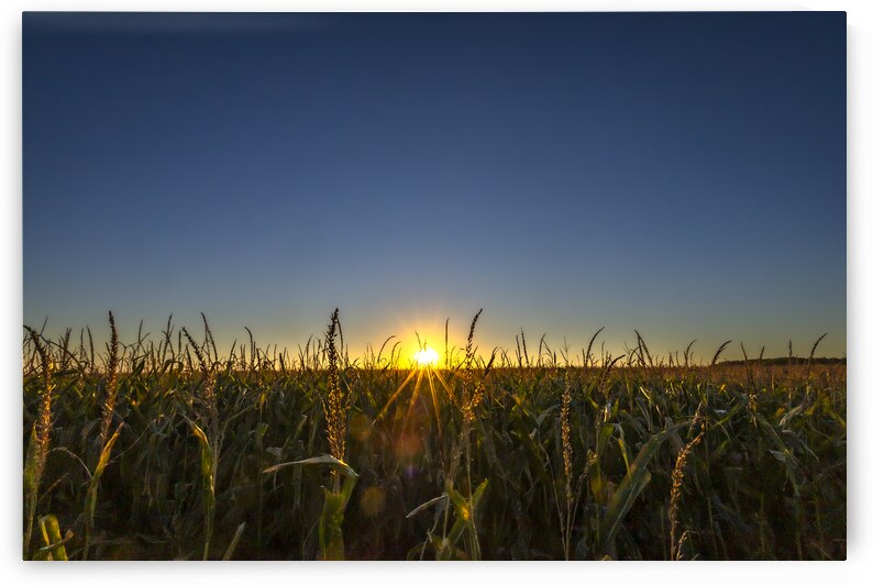 Sunset in the Cornfield by Marc Gilbert Photography