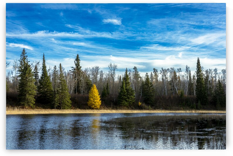 Lone Tamarack Tree Reflection by Marc Gilbert Photography