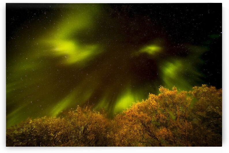 Northern Lights Above the Canopy by Marc Gilbert Photography