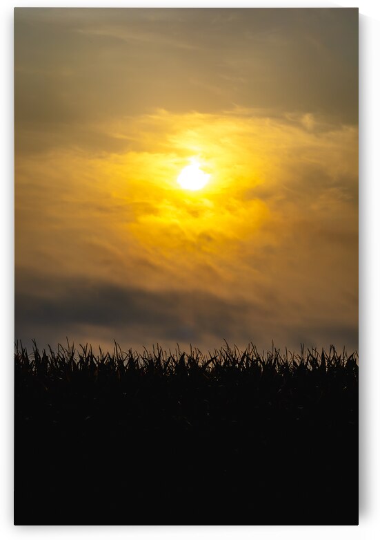 Hazy Sunrise Above Corn Field by Marc Gilbert Photography