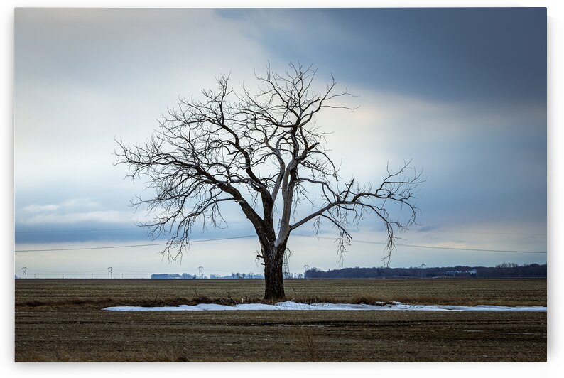 The Last Stand by Marc Gilbert Photography