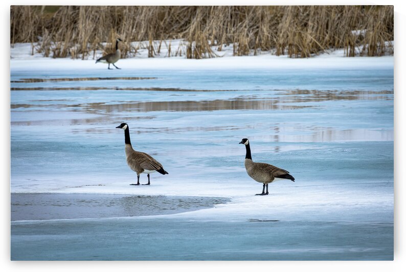 Geese During Spring Thaw by Marc Gilbert Photography