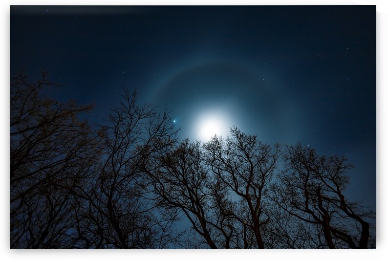 Moon Halo Above the Canopy by Marc Gilbert Photography