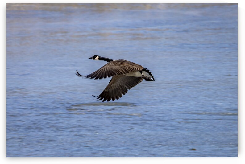 Goose in Flight by Marc Gilbert Photography