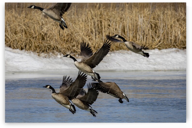 Geese in Flight by Marc Gilbert Photography