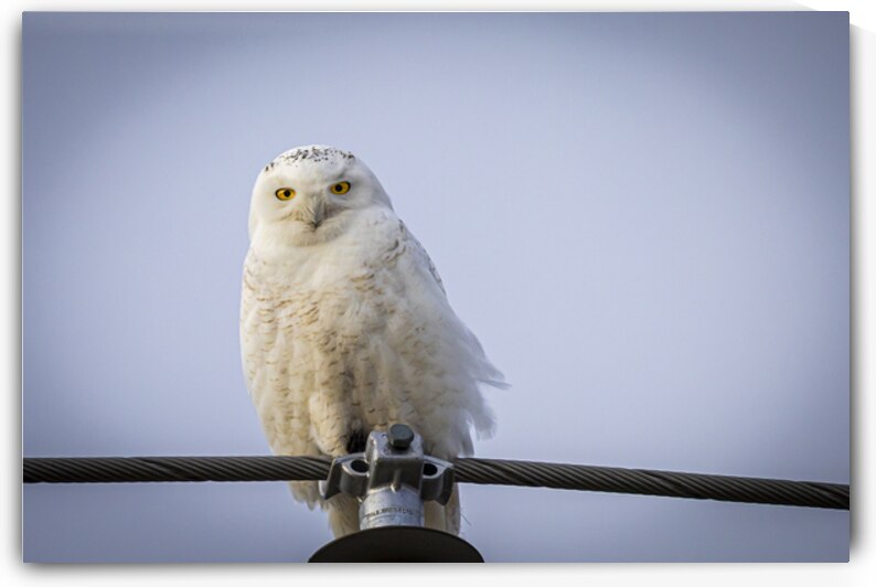 Snowy Owl by Marc Gilbert Photography