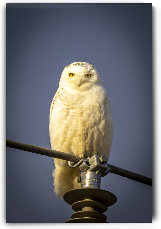 Snowy Owl in the Sun by Marc Gilbert Photography