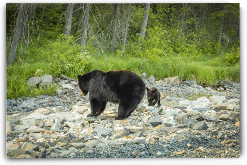 Mama Bear and its Cub by Marc Gilbert Photography