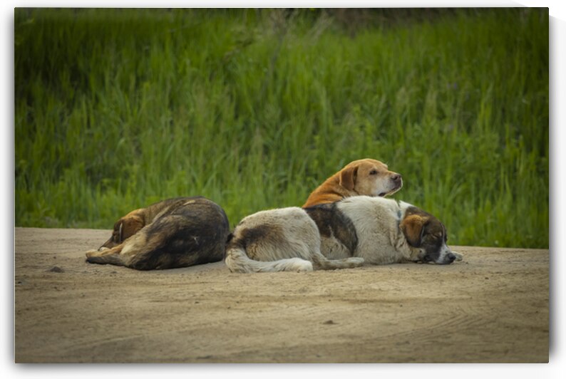 Rez Dogs by Marc Gilbert Photography