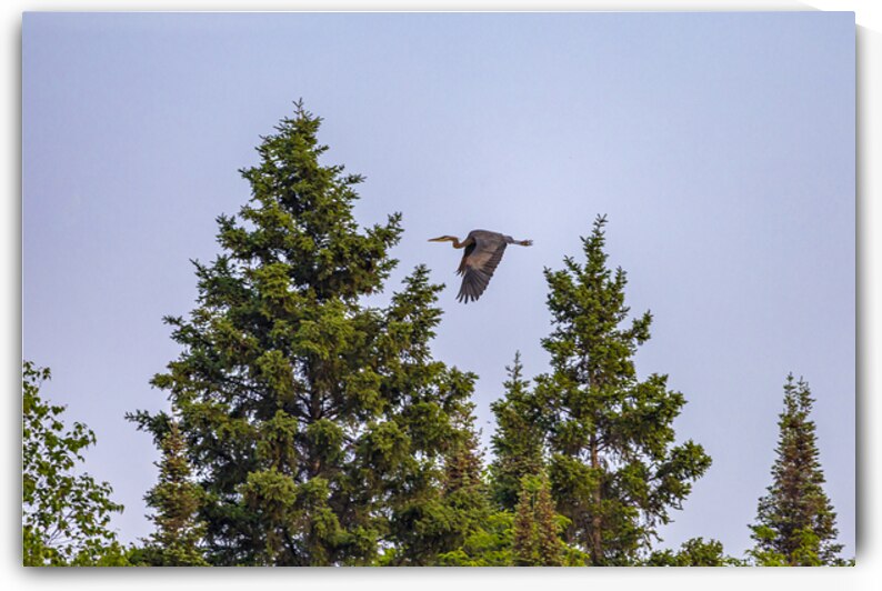 Blue Heron Over the Canopy by Marc Gilbert Photography