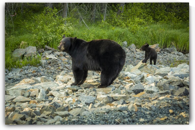 Mama Bear and its Cub by Marc Gilbert Photography