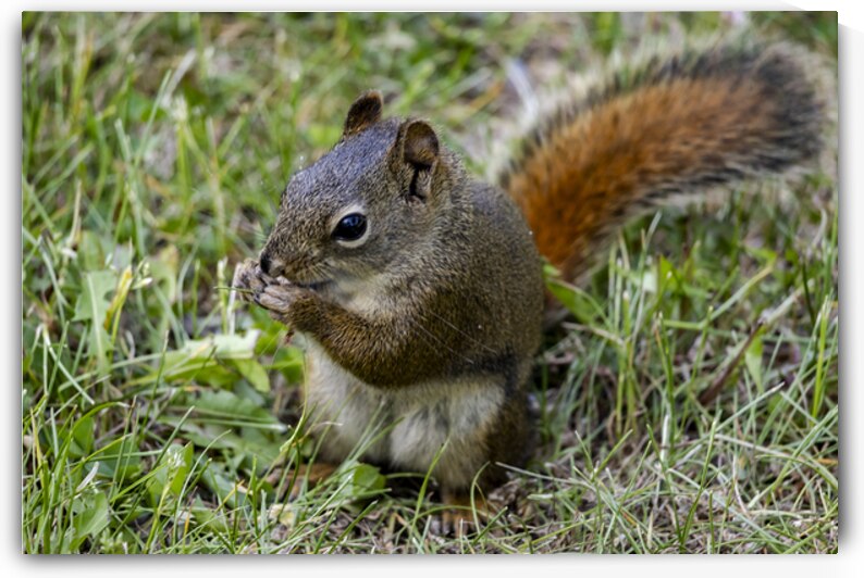 Squirrel  by Marc Gilbert Photography