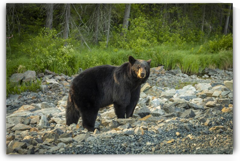 Mama Bear by Marc Gilbert Photography