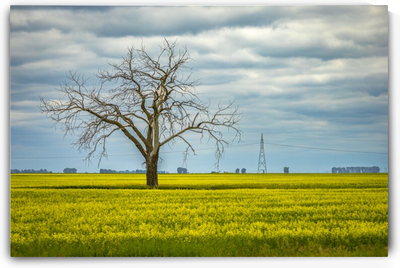 Solitude in Yellow by Marc Gilbert Photography