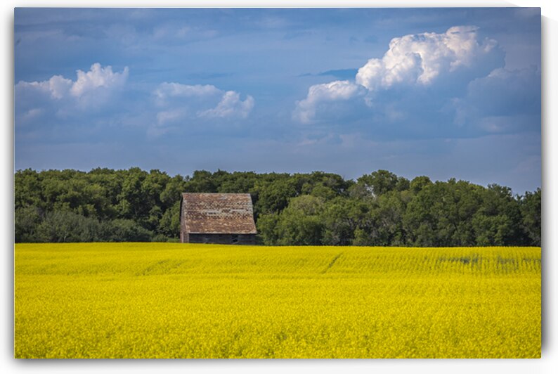 Old Barn and Canola Field by Marc Gilbert Photography