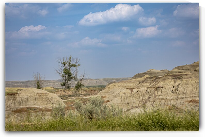 Lone Tree in the Badlands by Marc Gilbert Photography