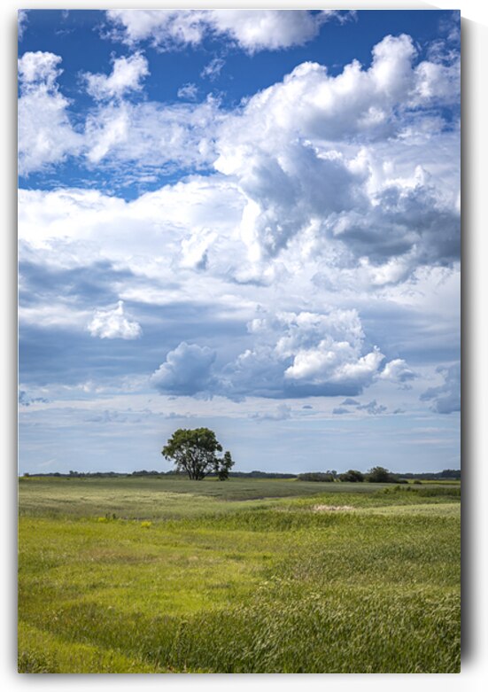 Lone Tree on a Cloudy Day by Marc Gilbert Photography
