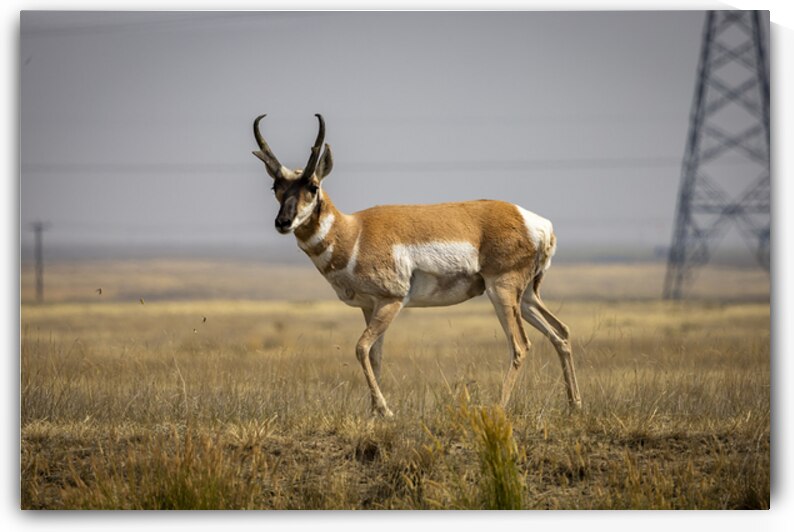 Pronghorn Antelope by Marc Gilbert Photography
