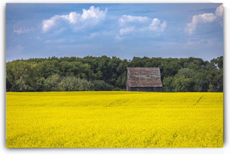 Old Barn and Canola Field by Marc Gilbert Photography
