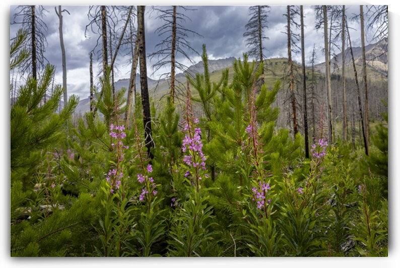 New Life by Marc Gilbert Photography
