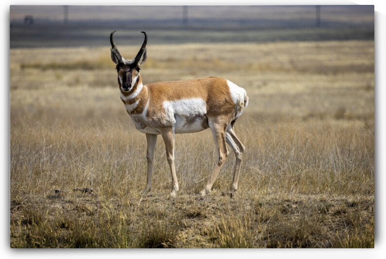 Pronghorn Antelope by Marc Gilbert Photography