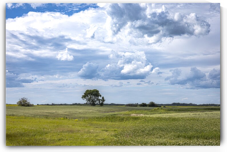 Lone Tree and Cloudy Sky by Marc Gilbert Photography