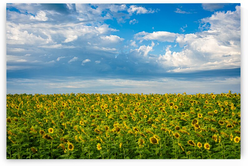 Sunflowers on a Cloudy Day by Marc Gilbert Photography