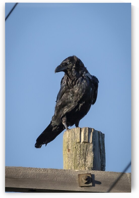 Raven on a Post by Marc Gilbert Photography