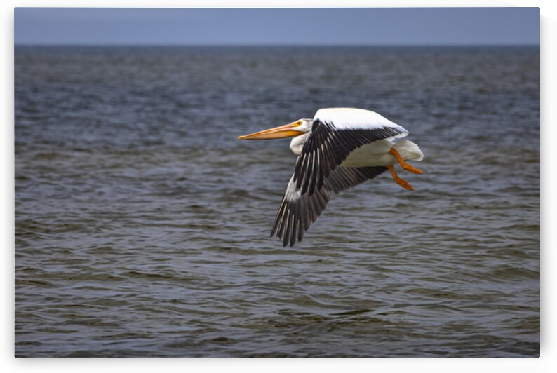 Pelican in Flight by Marc Gilbert Photography