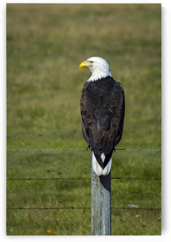Eagle on a Fence by Marc Gilbert Photography
