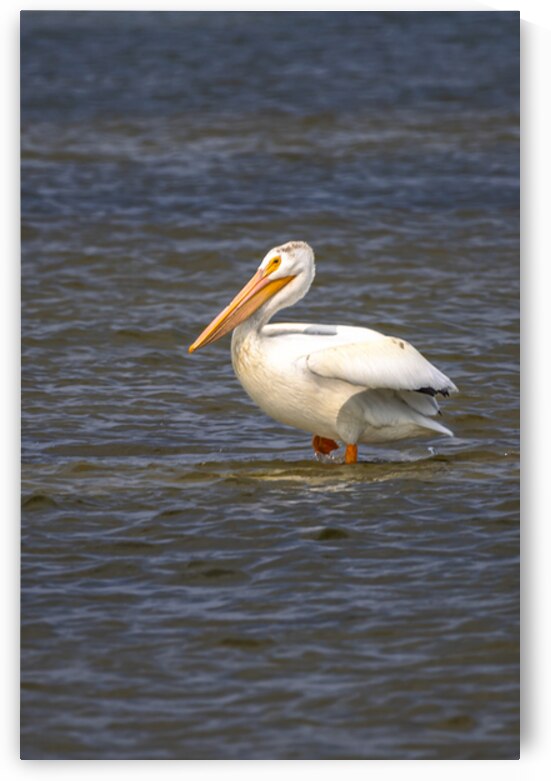 Pelican Contemplation by Marc Gilbert Photography