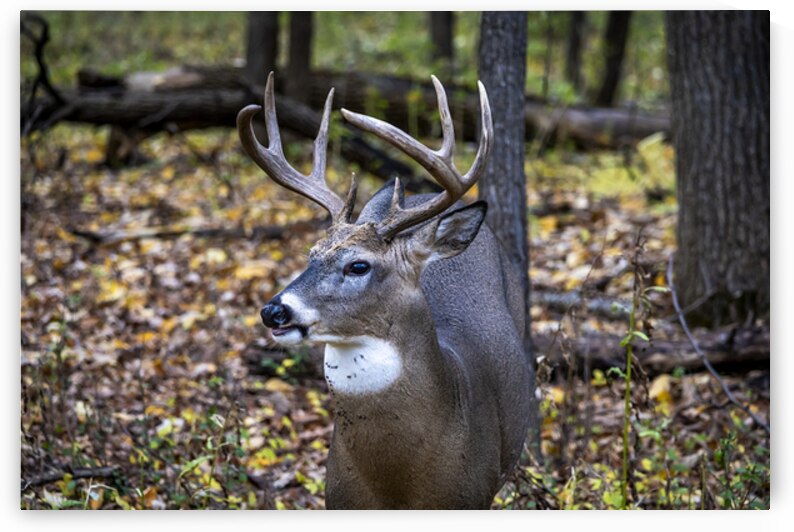 Antlers and Autumn: A Portrait of Natures Beauty by Marc Gilbert Photography
