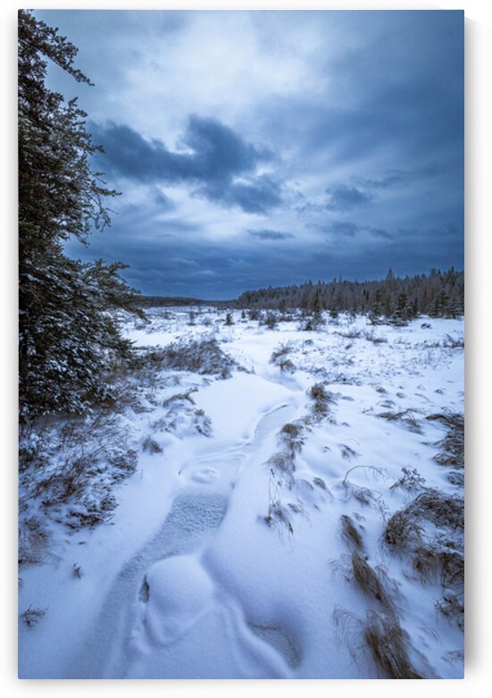 Boreal Stillness by Marc Gilbert Photography