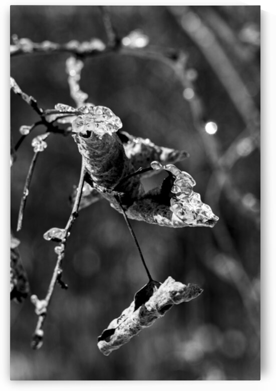 Frosted Edges by Marc Gilbert Photography
