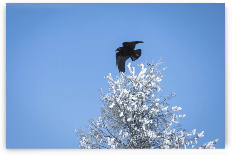 Winter Flight by Marc Gilbert Photography