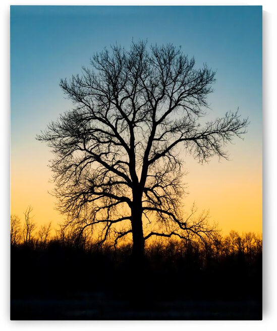 Lone Tree at Dusk by Marc Gilbert Photography