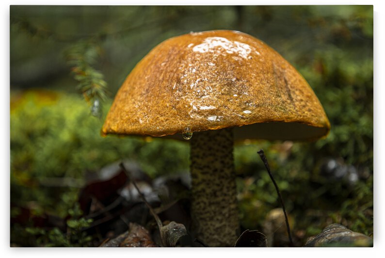 Mushroom after the rain by Marc Gilbert Photography