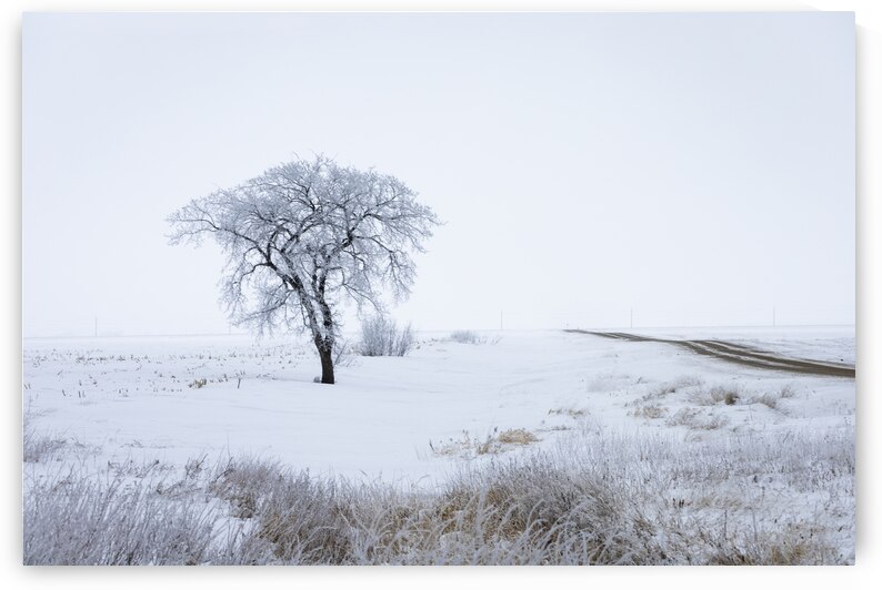 Lone Tree in Winter Fog by Marc Gilbert Photography