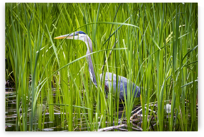 Blue Heron in Tall Grass by Marc Gilbert Photography