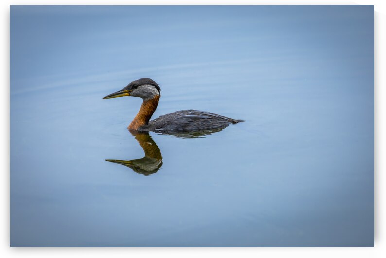 Duck Reflection by Marc Gilbert Photography