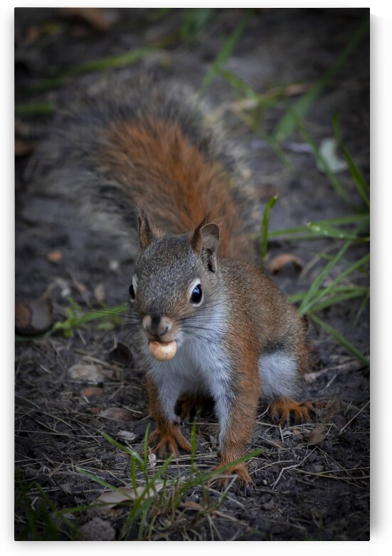 Squirrel Go Nuts by Marc Gilbert Photography